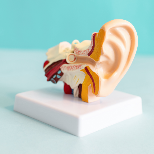 Ein detailliertes anatomisches Modell eines menschlichen Ohrs, das auf einem weißen Sockel steht. Dieses Modell zeigt verschiedene Teile des Ohrs in unterschiedlichen Farben zur Veranschaulichung der Struktur und Funktion des Hörsystems. Das Modell ist ein hilfreiches Werkzeug zur Aufklärung von Patienten über HNO-bezogene Gesundheitsprobleme.